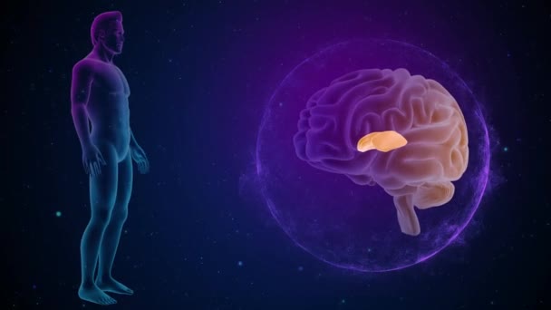 Cerebro Con Imágenes Anatomía — Vídeos de Stock