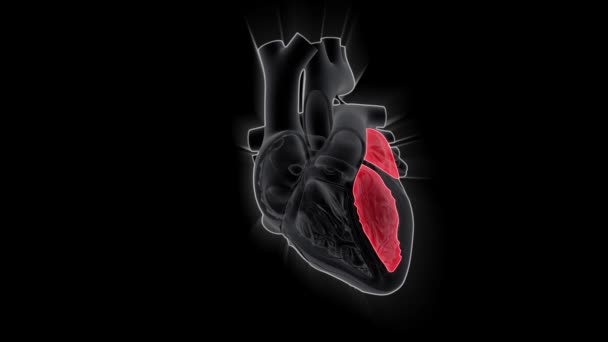 Концепція Анімації Людського Серця Медична Наука — стокове відео