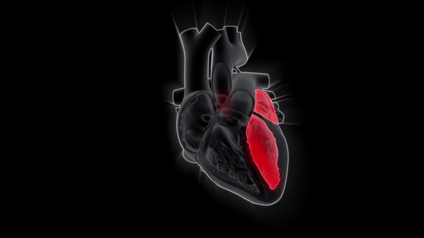 Bombeo Del Corazón Humano Concepto Animación Ciencia Medicina — Vídeo de stock