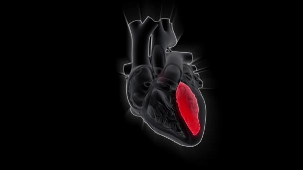 Pompage Cardiaque Humain Médecine Science Animation Concept — Video
