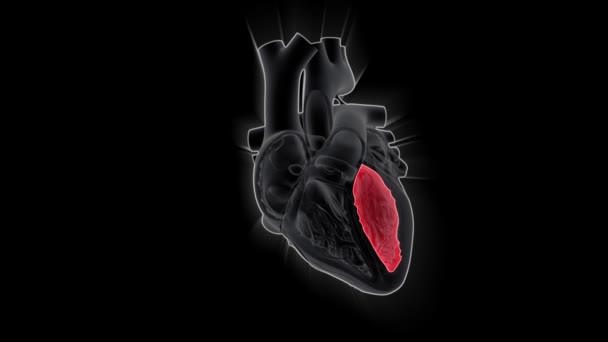 Pompa Jantung Manusia Konsep Animasi Ilmu Kedokteran — Stok Video