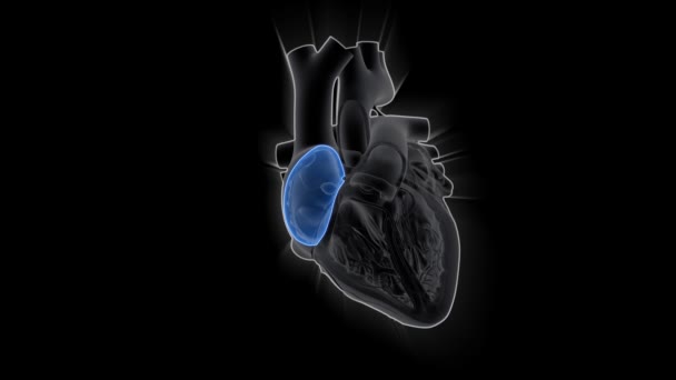 Bombeo Del Corazón Humano Concepto Animación Ciencia Medicina — Vídeo de stock