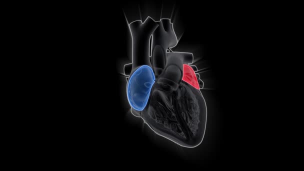 Human Heart Pumping Medicine Science Animation Concept — Stock Video