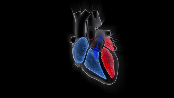 人間の心臓ポンプ 医学の科学のアニメーションの概念 — ストック動画