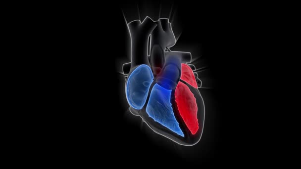 Bombeo Del Corazón Humano Concepto Animación Ciencia Medicina — Vídeos de Stock