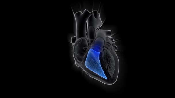 Pompa Jantung Manusia Konsep Animasi Ilmu Kedokteran — Stok Video