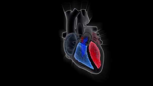 Pompaggio Del Cuore Umano Concetto Animazione Scientifica Medica — Video Stock