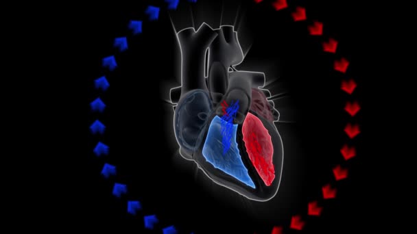 Bombeamento Coração Humano Conceito Animação Medicina — Vídeo de Stock