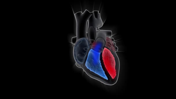 Human Heart Pumping Medicine Science Animation Concept — Stock Video