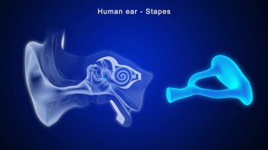 İnsan kulağının 3 boyutlu çizimi, Stapes