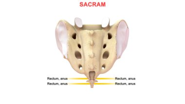 İnsan omurunun 3 boyutlu çizimi, Coccyx