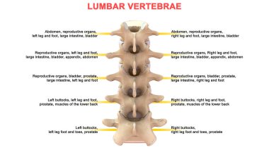 İnsan omurunun 3 boyutlu illüstrasyonu, Lumbar