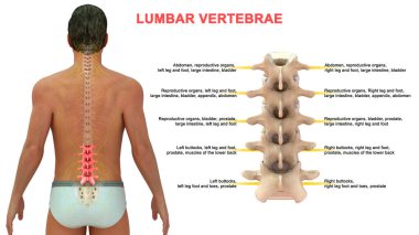 İnsan omurunun 3 boyutlu illüstrasyonu, Lumbar