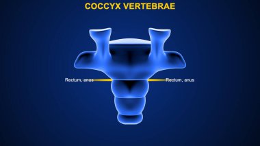 İnsan omurunun 3 boyutlu çizimi, Coccyx