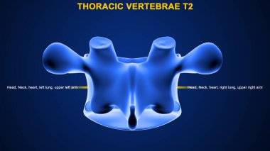 İnsan omurunun 3 boyutlu çizimi