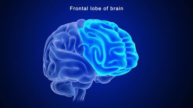 Beynin ön lobunun 3 boyutlu çizimi