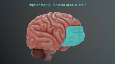 Beynin yüksek zihinsel fonksiyon alanının 3 boyutlu çizimi