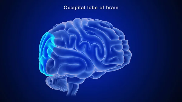 Ilustración Del Lóbulo Occipital Del Cerebro —  Fotos de Stock