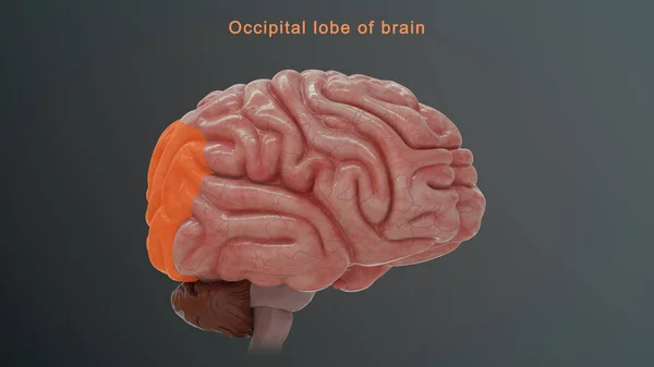 Illustration Occipital Lobe Brain — Stock Photo, Image