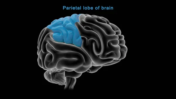 Illustration Parietal Lobe Brain — Stock Photo, Image