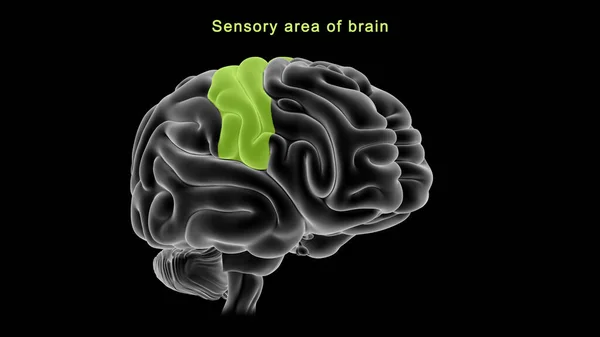 脳の感覚領域の3Dイラスト — ストック写真