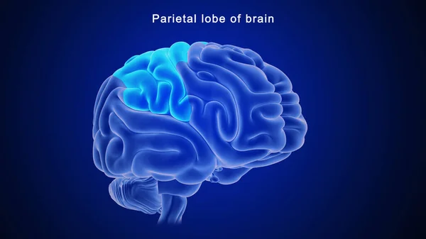 Ilustración Del Lóbulo Parietal Del Cerebro — Foto de Stock