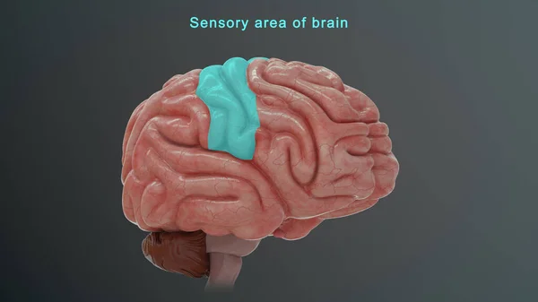 3D illustration of Sensory Area of Brain