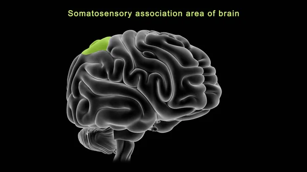 Illustration Somatic Association Area Brain — Stock Photo, Image