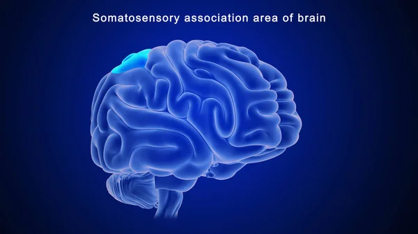 3D illustration of Somatic association area of brain