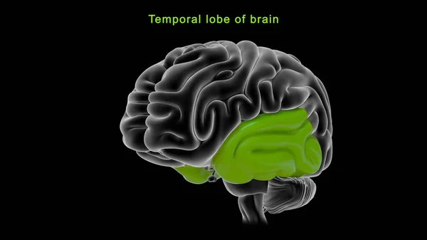 Иллюстрация Височной Доли Мозга — стоковое фото