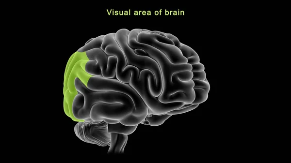 Illustration Visual Area Brain — Stock Photo, Image