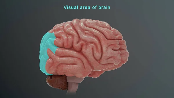 Ilustración Del Área Visual Del Cerebro —  Fotos de Stock