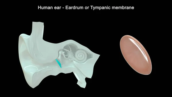 Illustrazione Dell Orecchio Umano Eardrum — Foto Stock