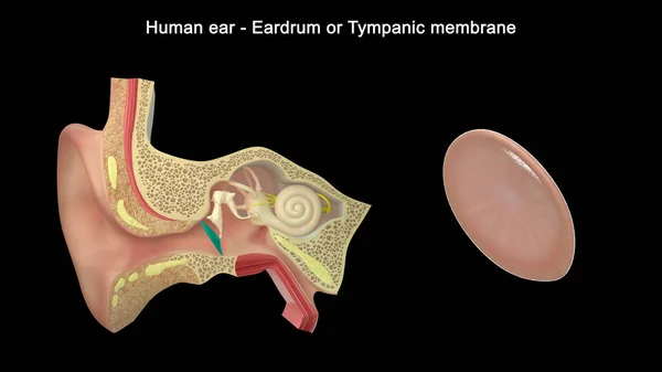 Illustration Oreille Humaine Eardrum — Photo