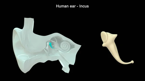 人类耳朵的3D图像 Incus — 图库照片