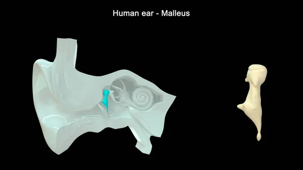 Illusztráció Emberi Fül Malleus — Stock Fotó