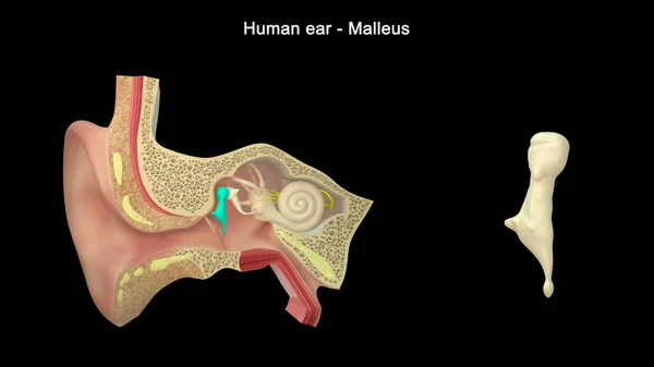 人間の耳の3Dイラスト Malleus — ストック写真