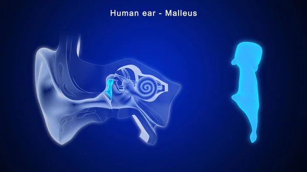 人类耳朵的3D图像 Malleus — 图库照片