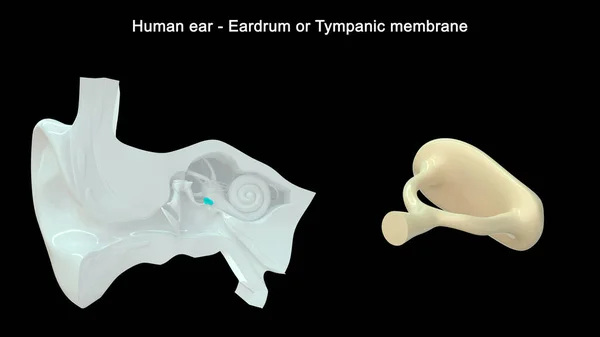 Illustration Des Menschlichen Ohres Stapes — Stockfoto