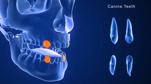 Illustration Human Teeth — Stock Photo, Image