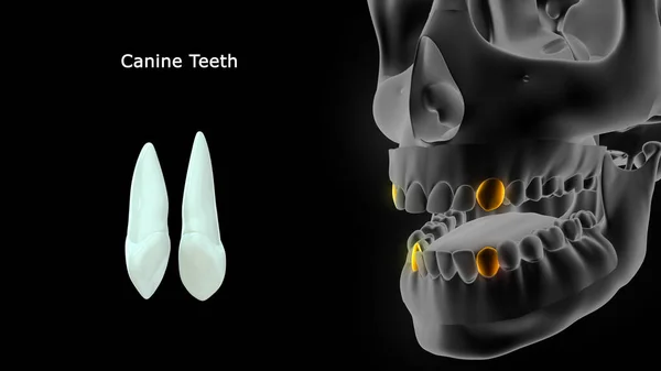 Иллюстрация Человеческих Зубов — стоковое фото