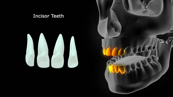 Illustration Human Teeth — Stock Photo, Image