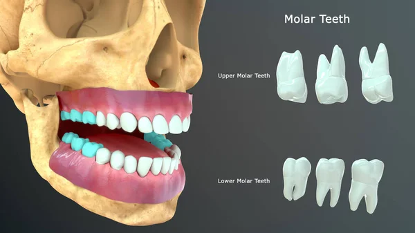 Ilustração Dentes Humanos — Fotografia de Stock