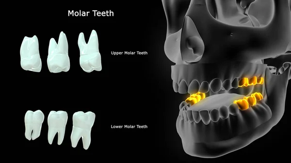 Απεικόνιση Των Ανθρώπινων Δοντιών — Φωτογραφία Αρχείου