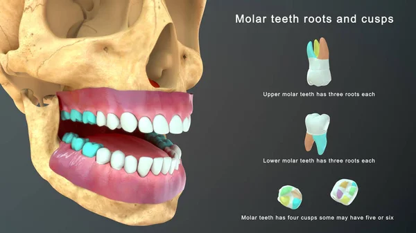 Ilustração Dentes Humanos — Fotografia de Stock