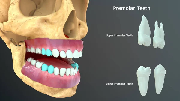Illustration Human Teeth — Stock Photo, Image