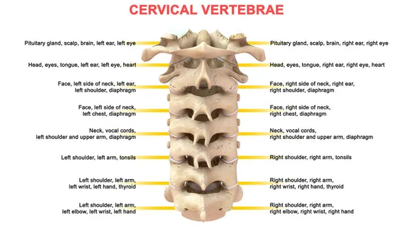 Illustratie Van Menselijke Wervels Cervicale — Stockfoto