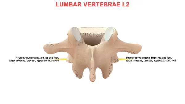 Illustration Human Vertebrae — Stock Photo, Image