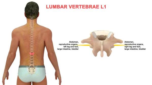 Ilustração Vértebras Humanas — Fotografia de Stock