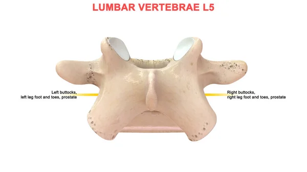 Ilustração Vértebras Humanas — Fotografia de Stock